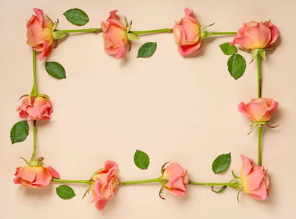 Cadre de roses roses — Photo