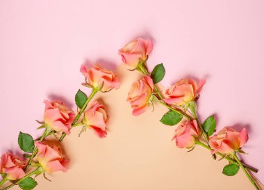 pembe Gül renkli kağıt arka plan üzerinde
