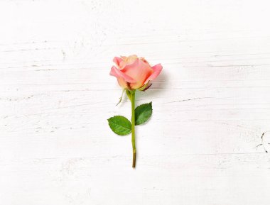 Beyaz ahşap zemin üzerinde pembe Gül