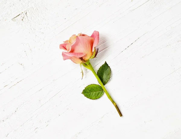 Rosa rosa sobre fundo de madeira branca — Fotografia de Stock