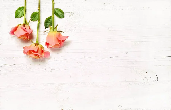 白い木の背景にピンクのバラ — ストック写真