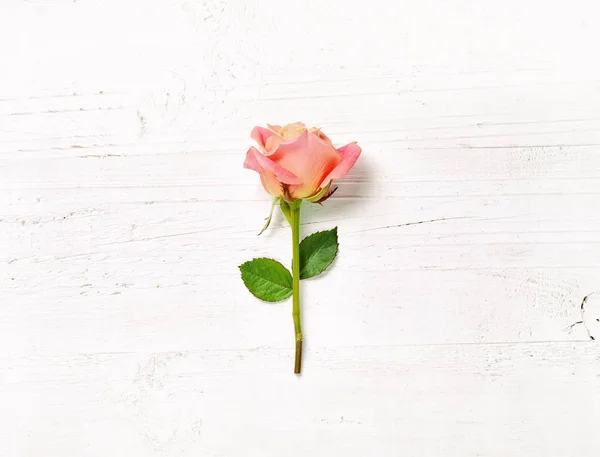 Rosa sobre fondo de madera blanca — Foto de Stock