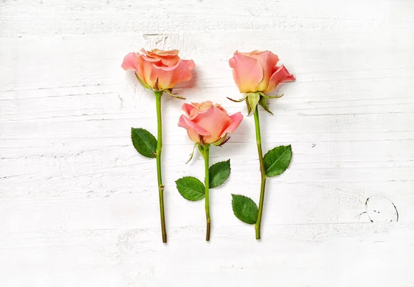 Rosas rosa sobre fundo de madeira branca — Fotografia de Stock