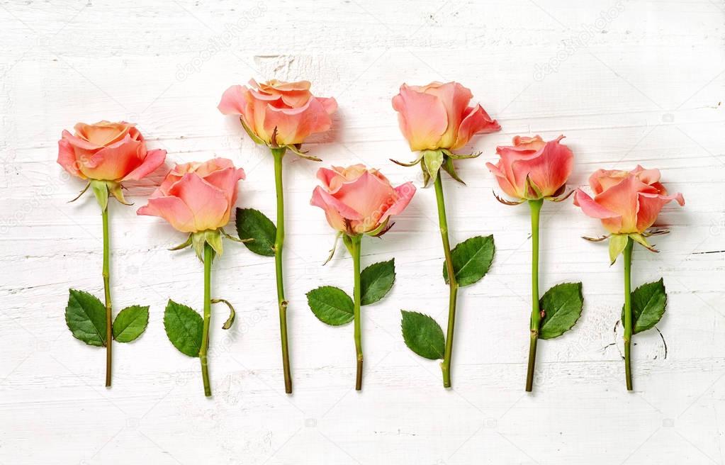 pink roses on white wood background