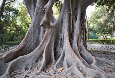 Maria Luisa Park, Sevilla, İspanya