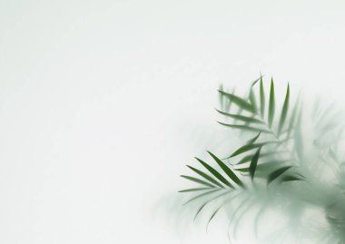 Sis içindeki palmiye yaprakları, seçici odak
