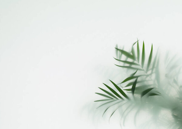 palm tree leaves in fog, selective focus