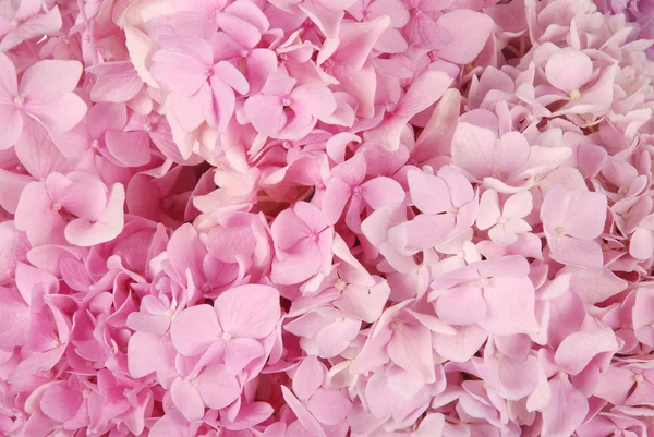 Hortensia macrophylla rosa — Foto de Stock