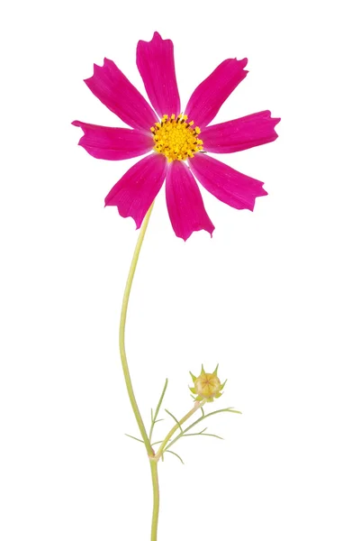 Lila blomma kosmeya — Stockfoto