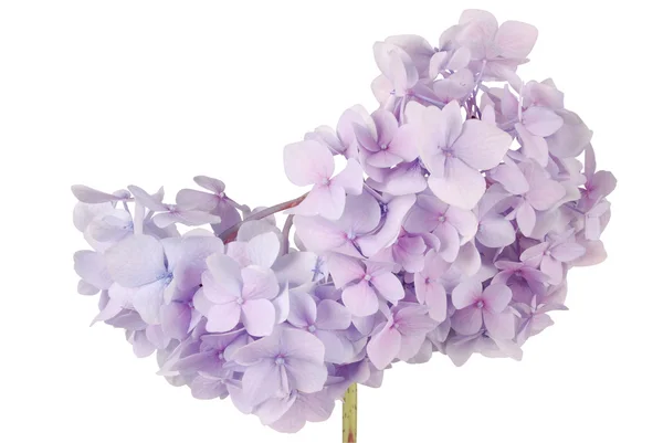 Blauwe bloem hortensia (uitknippad) — Stockfoto