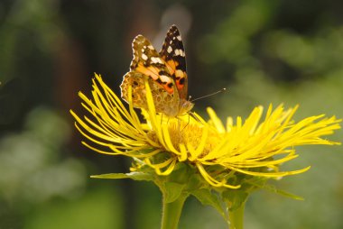 Kelebek çiçek üzerinde oturur