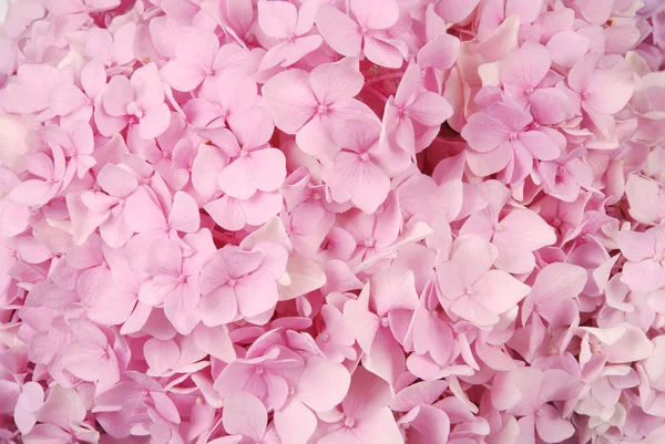 Rosa hydrangea macrophylla — Stockfoto