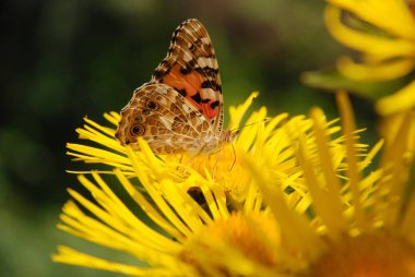 Kelebek çiçek üzerinde oturur