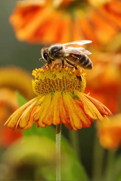Μέλισσα κάθεται σε ένα λουλούδι — Φωτογραφία Αρχείου