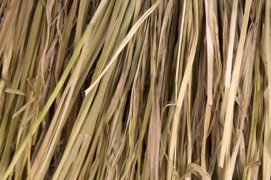 Kuru sazlık arka plan