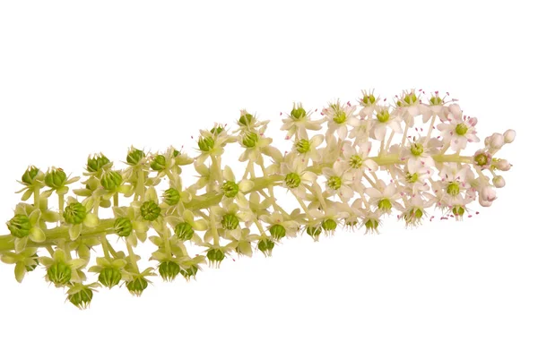 Pokeweed con fiori e bacche verdi — Foto Stock