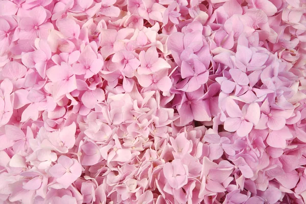 Rosa hydrangea macrophylla — Stockfoto