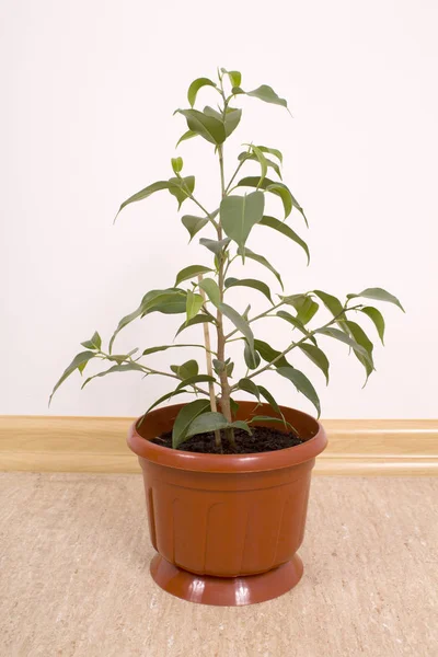 Un Ficus Benjamin — Foto de Stock