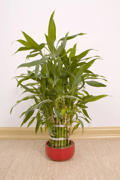 Planta de interior Dracaena sanderiana — Foto de Stock