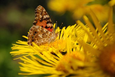 Kelebek çiçek üzerinde oturur