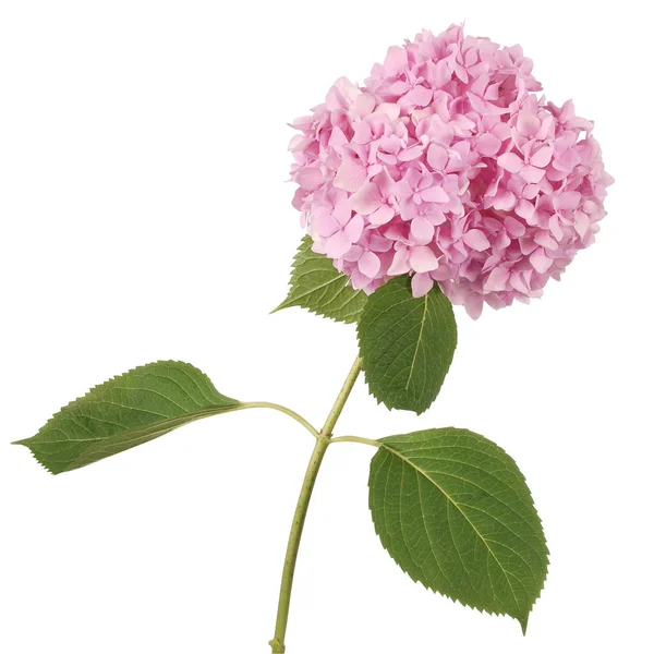 Pink flower  hydrangea (Clipping path)