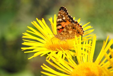 Kelebek çiçek üzerinde oturur