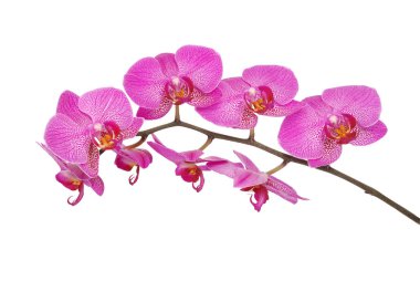 Mor orkide çiçek (kırpma yolu)