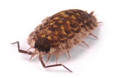  İzole tespih (Porcellio scaber)