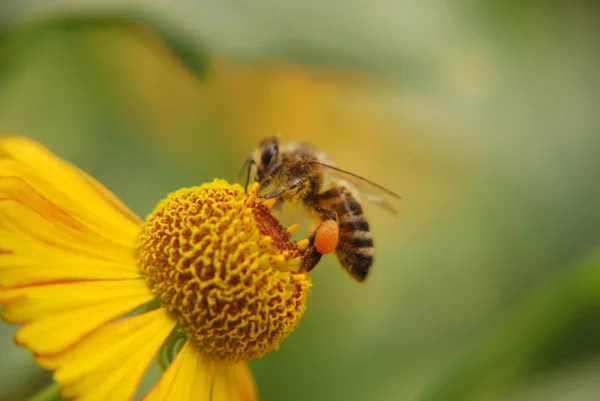 Bie som sitter på en blomst – stockfoto