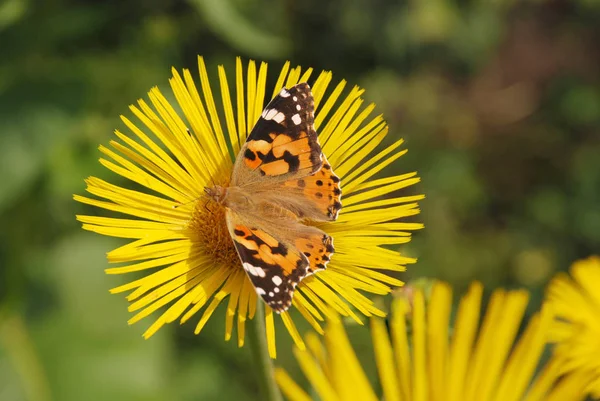 蝴蝶坐在一朵花 — 图库照片