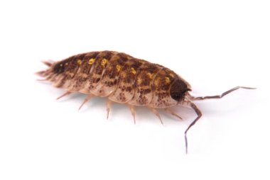  İzole tespih (Porcellio scaber)