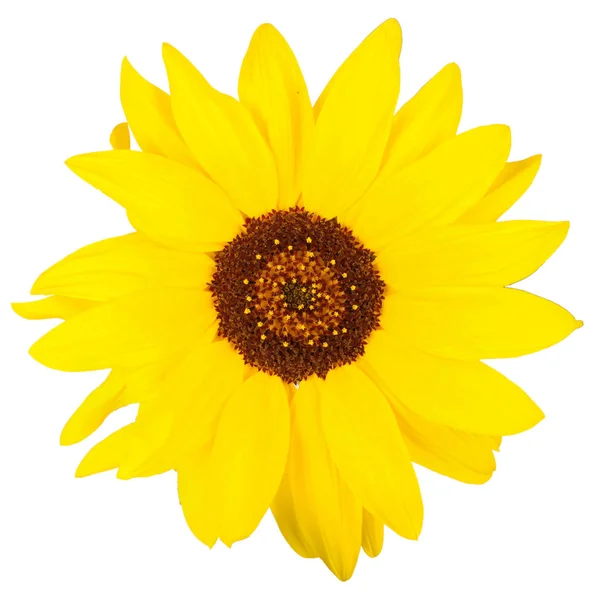 One Beautiful sunflower — Stock Photo, Image