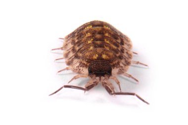  Woodlice (Porcellio scaber) isolated clipart