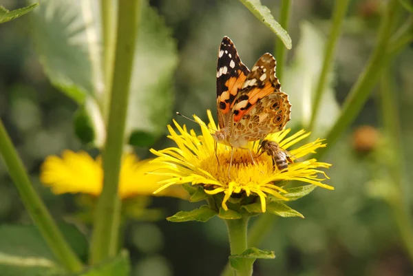 蜜蜂和蝴蝶坐在一朵花 — 图库照片