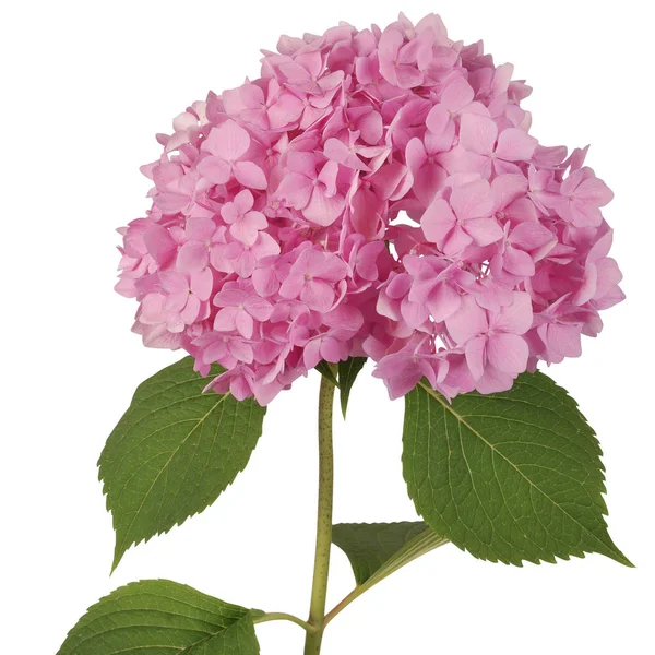 Vaaleanpunainen kukka hortensia (Leikkaus polku ) — kuvapankkivalokuva