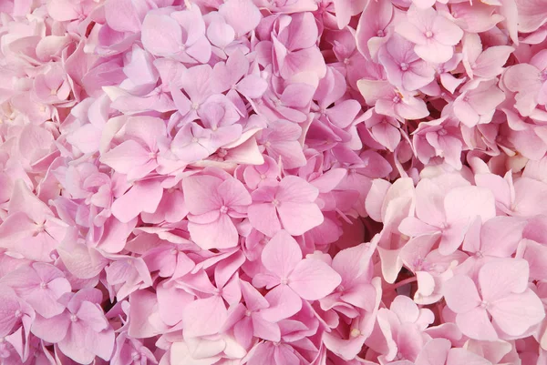 Rosa hydrangea macrophylla — Stockfoto