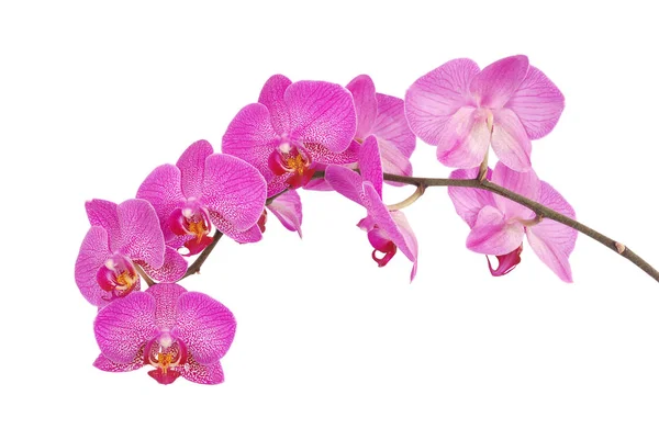 Фіолетовий квітка орхідеї — стокове фото