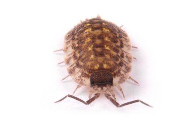  İzole tespih (Porcellio scaber)