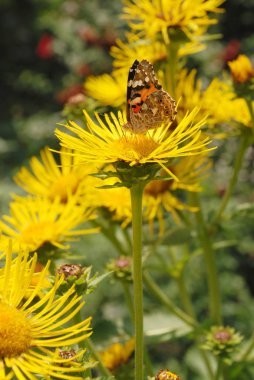Kelebek çiçek üzerinde oturur