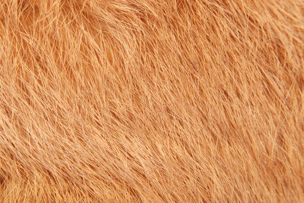 Pele de coelho laranja como fundo — Fotografia de Stock
