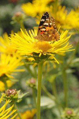 Kelebek çiçek üzerinde oturur