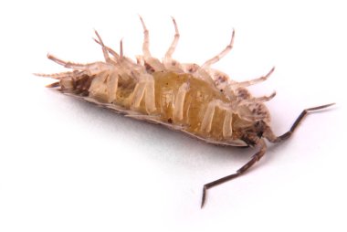  İzole tespih (Porcellio scaber)
