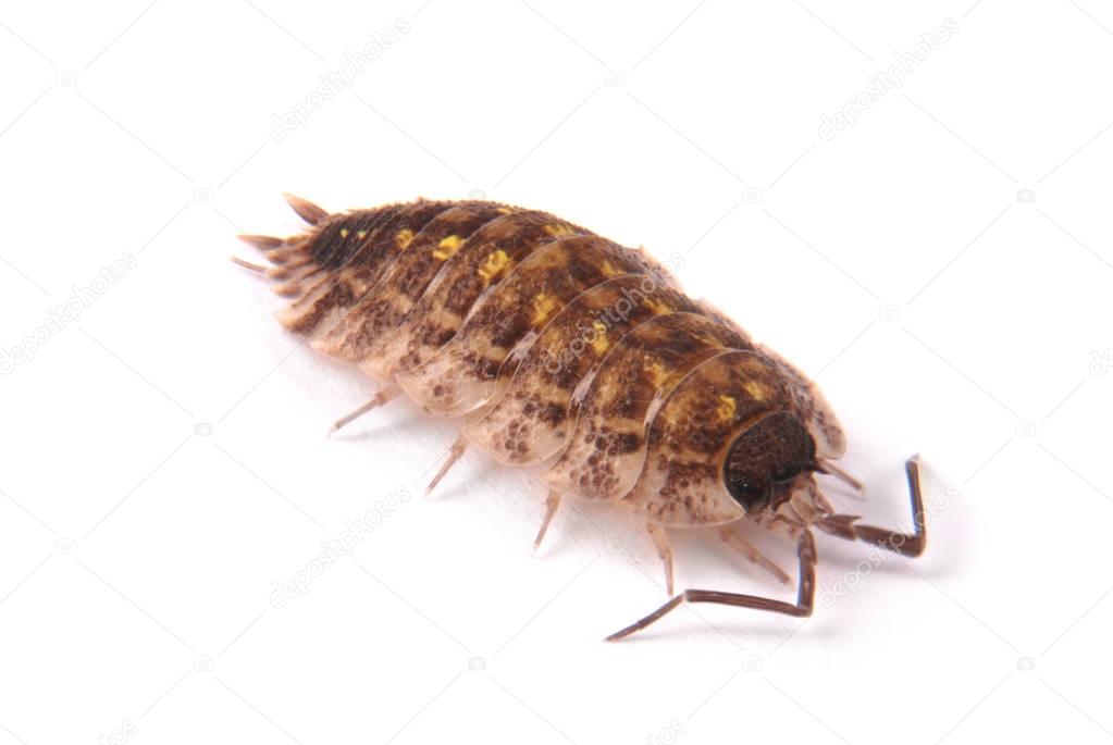  Woodlice (Porcellio scaber) isolated