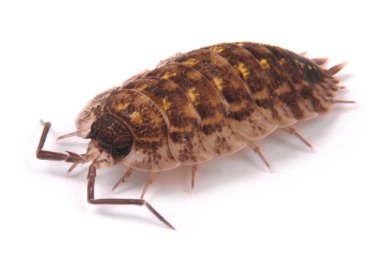  İzole tespih (Porcellio scaber)