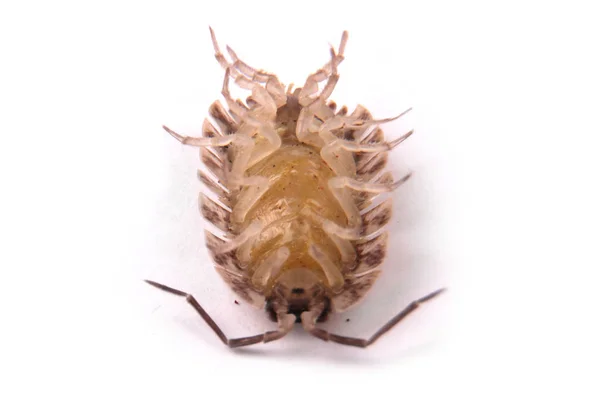 Arroz (Porcellio scaber) isolado — Fotografia de Stock