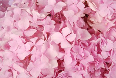 pembe ortanca macrophylla