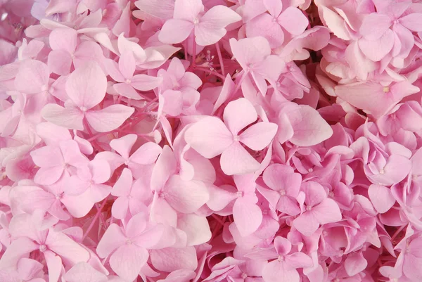Ροζ ορτανσίες macrophylla — Φωτογραφία Αρχείου