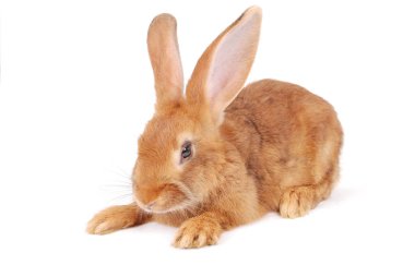 Küçük portakal tavşan