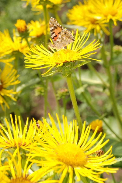 Butterfly sits on a flower — Stock Photo, Image