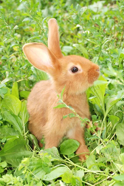 Malé oranžové králík — Stock fotografie